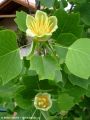 Liriodendron_tulipifera - květ liliovníku tulipánokvětého
