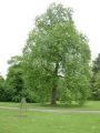 Liriodendron_tulipifera - liliovník tulipánokvětý