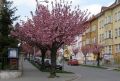 Prunus_padus_Colorata - střemcha_obecná