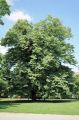 Tilia_tomentosa_Brabant - lípa stříbrná